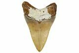 Serrated, Fossil Megalodon Tooth From Morocco - Rare Location #353014-1